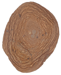 長良川礫に見られる年輪状の模様.png