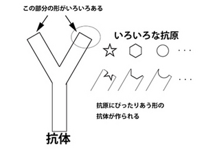 L425-pic1-jp.jpg