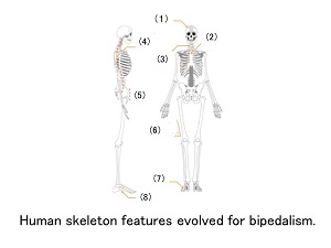 L447-pic2-en.jpg