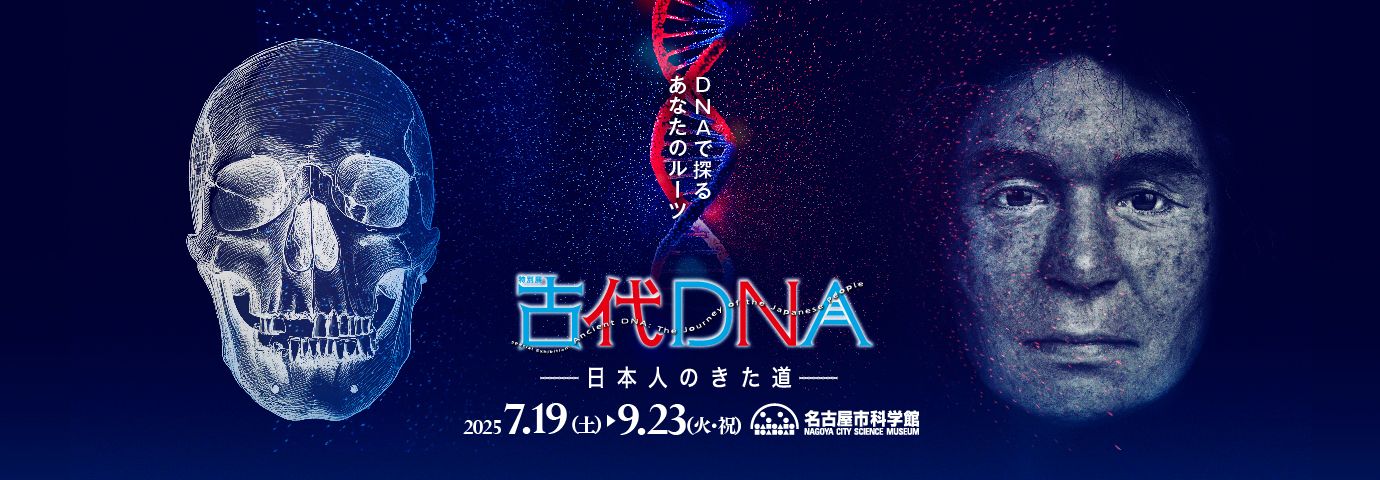 特別展鳥
