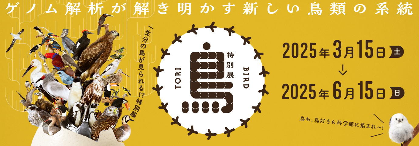 特別展鳥