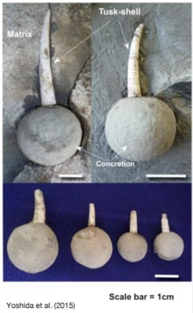 名古屋市科学館 | 科学館を利用する | 利用案内 | お知らせ| 化石を